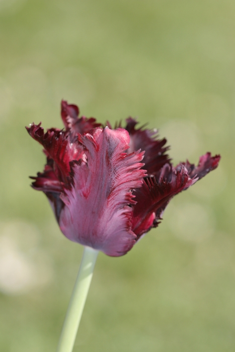 Tulipes a Morges 2007 - 167